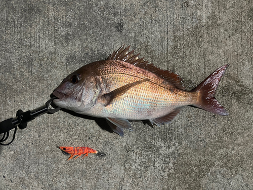 タイの釣果