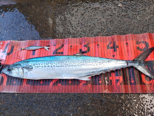 サゴシの釣果