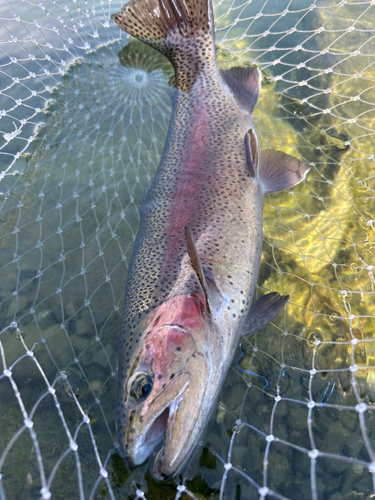 ニジマスの釣果