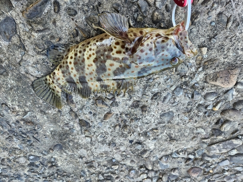 チャイロマルハタの釣果