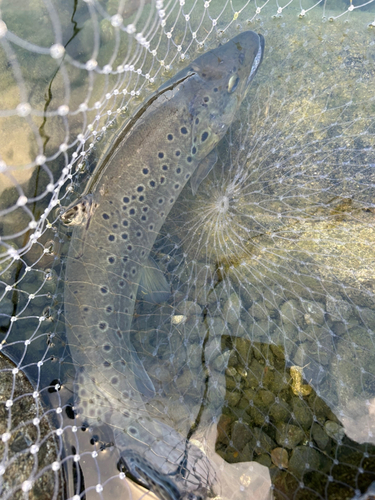 ブラウントラウトの釣果