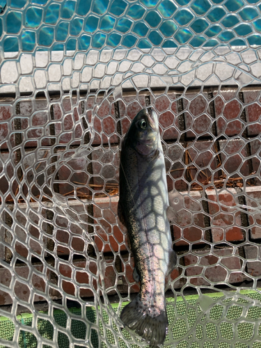 ニジマスの釣果