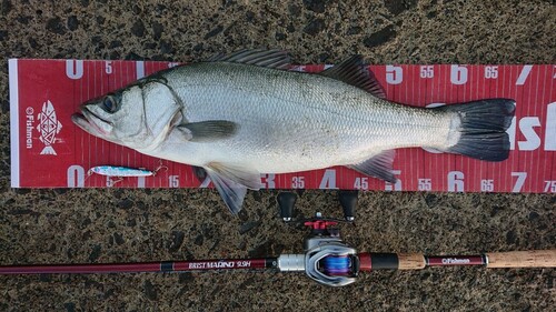 フッコ（ヒラスズキ）の釣果