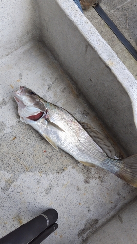 ニベの釣果