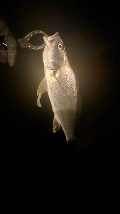 ニベの釣果