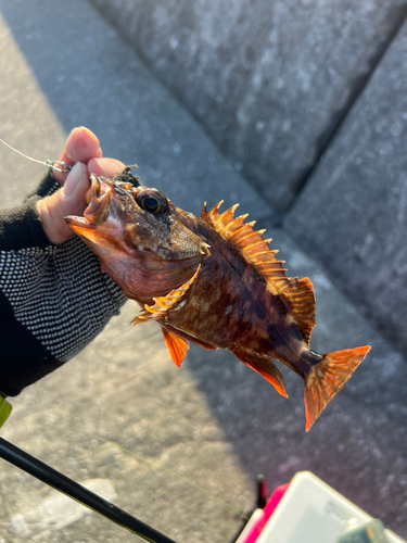 カサゴの釣果