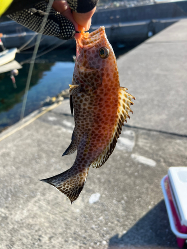 オオモンハタの釣果