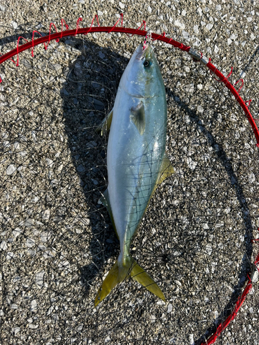 ハマチの釣果