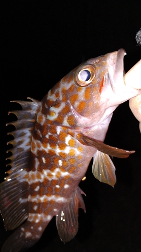 アコウの釣果