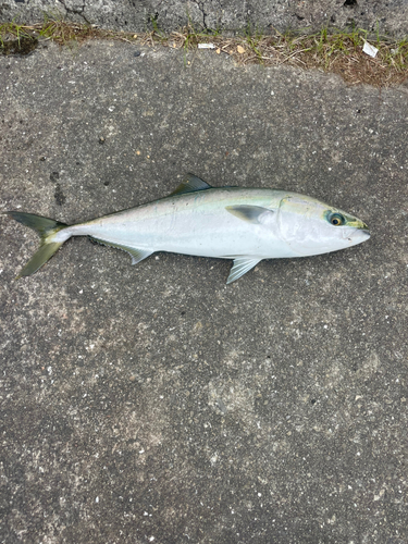 ブリの釣果