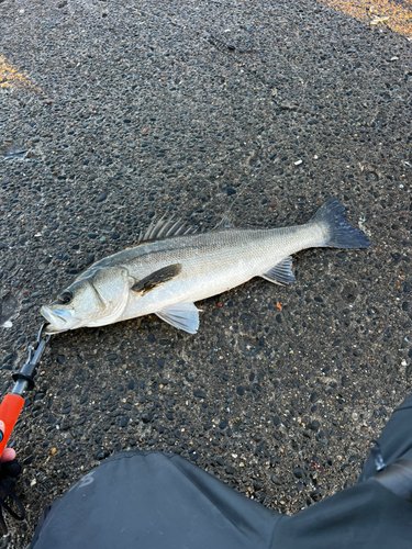 スズキの釣果