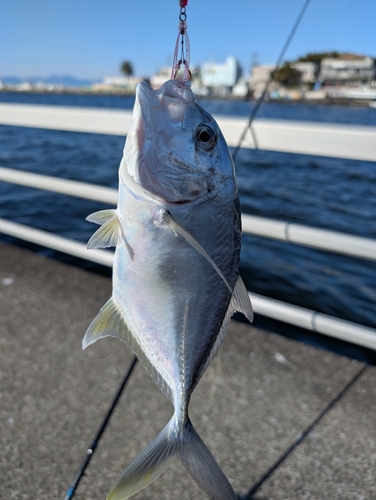 メッキの釣果