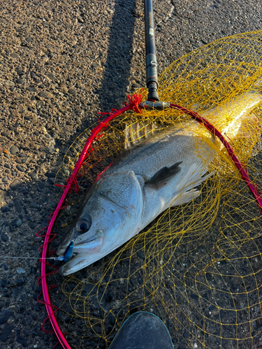 スズキの釣果