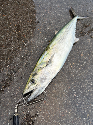 スズキの釣果