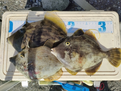 カワハギの釣果