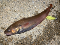 ドンコの釣果