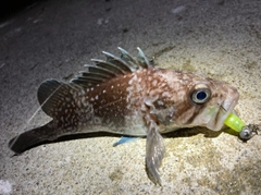 マゾイの釣果