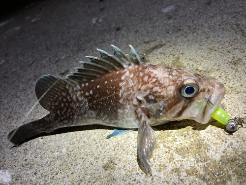 マゾイの釣果