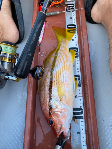 ヨコスジフエダイの釣果