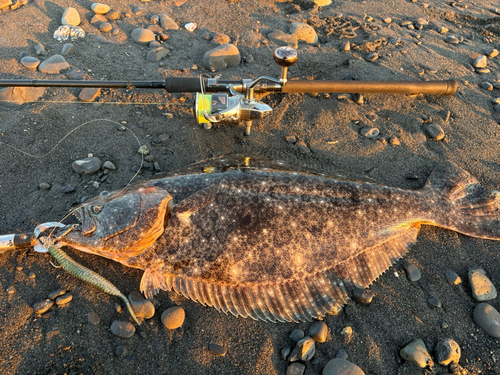 ヒラメの釣果