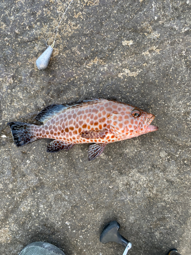 オオモンハタの釣果