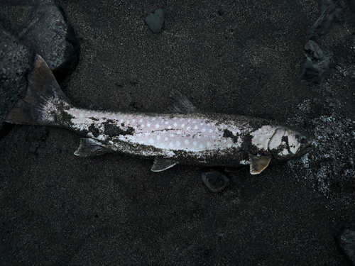 アメマスの釣果