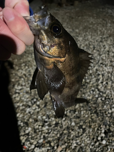 アカメバルの釣果