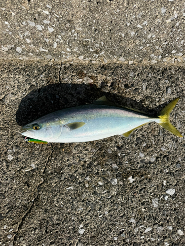 ヤズの釣果