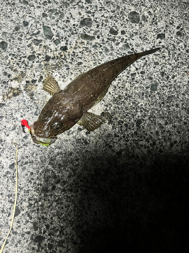 コチの釣果