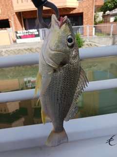 ホシミゾイサキの釣果