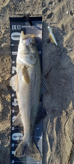 スズキの釣果