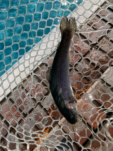 ニジマスの釣果