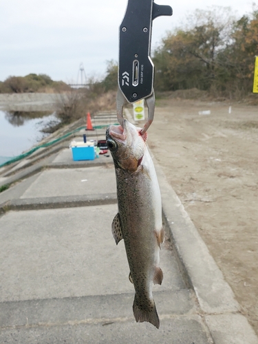 ニジマスの釣果