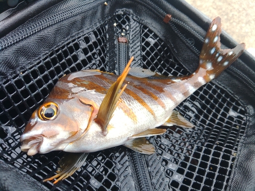 タカノハダイの釣果