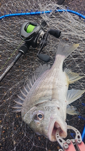 キビレの釣果