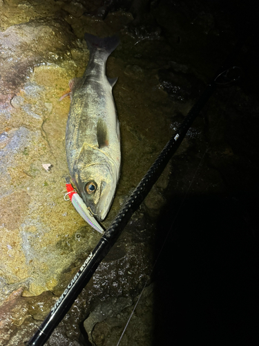 マルスズキの釣果