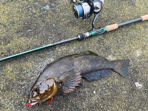 アイナメの釣果