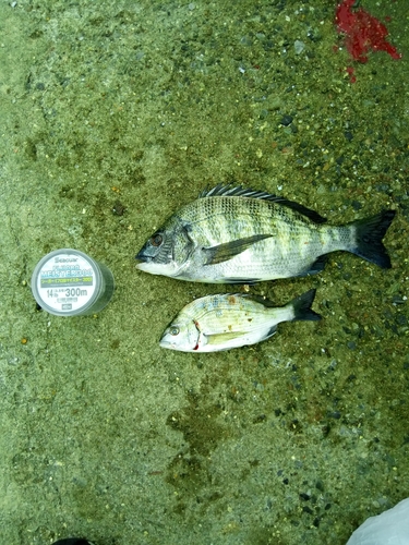 クロダイの釣果