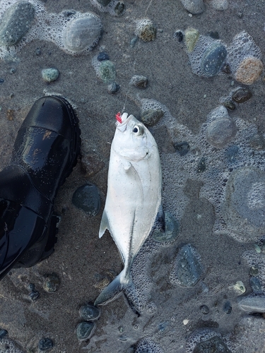 ロウニンアジの釣果