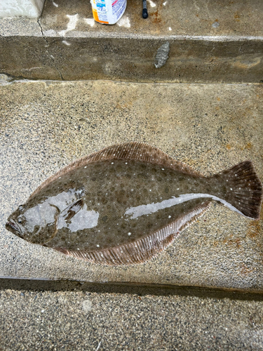 ヒラメの釣果