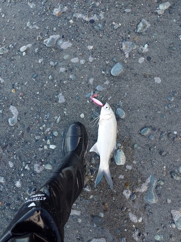 ツバメコノシロの釣果