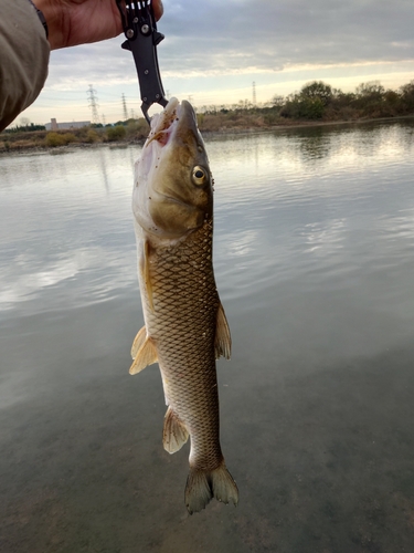 ニゴイの釣果