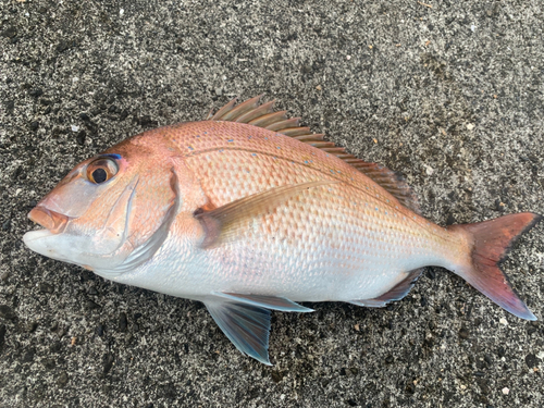 マダイの釣果