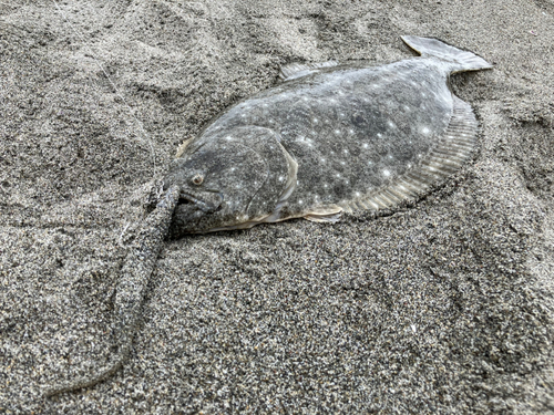 ヒラメの釣果