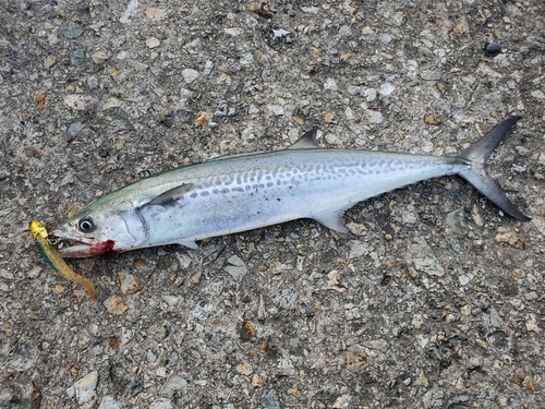 サゴシの釣果