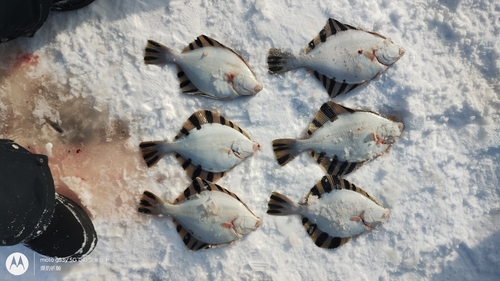 カワガレイの釣果