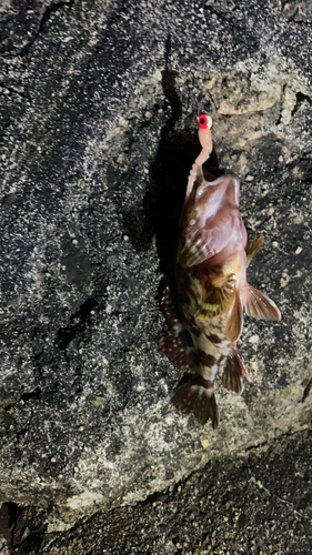 シロメバルの釣果