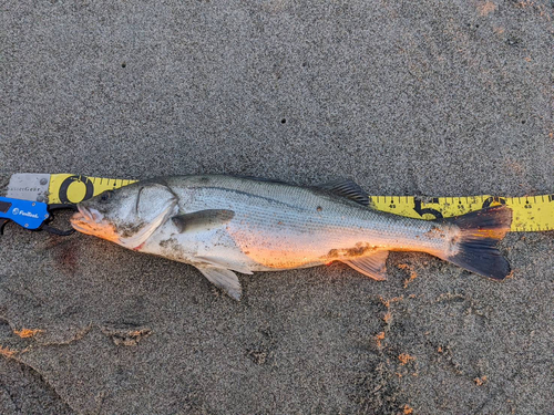 スズキの釣果