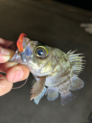 メバルの釣果