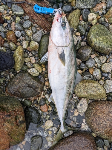 ブリの釣果